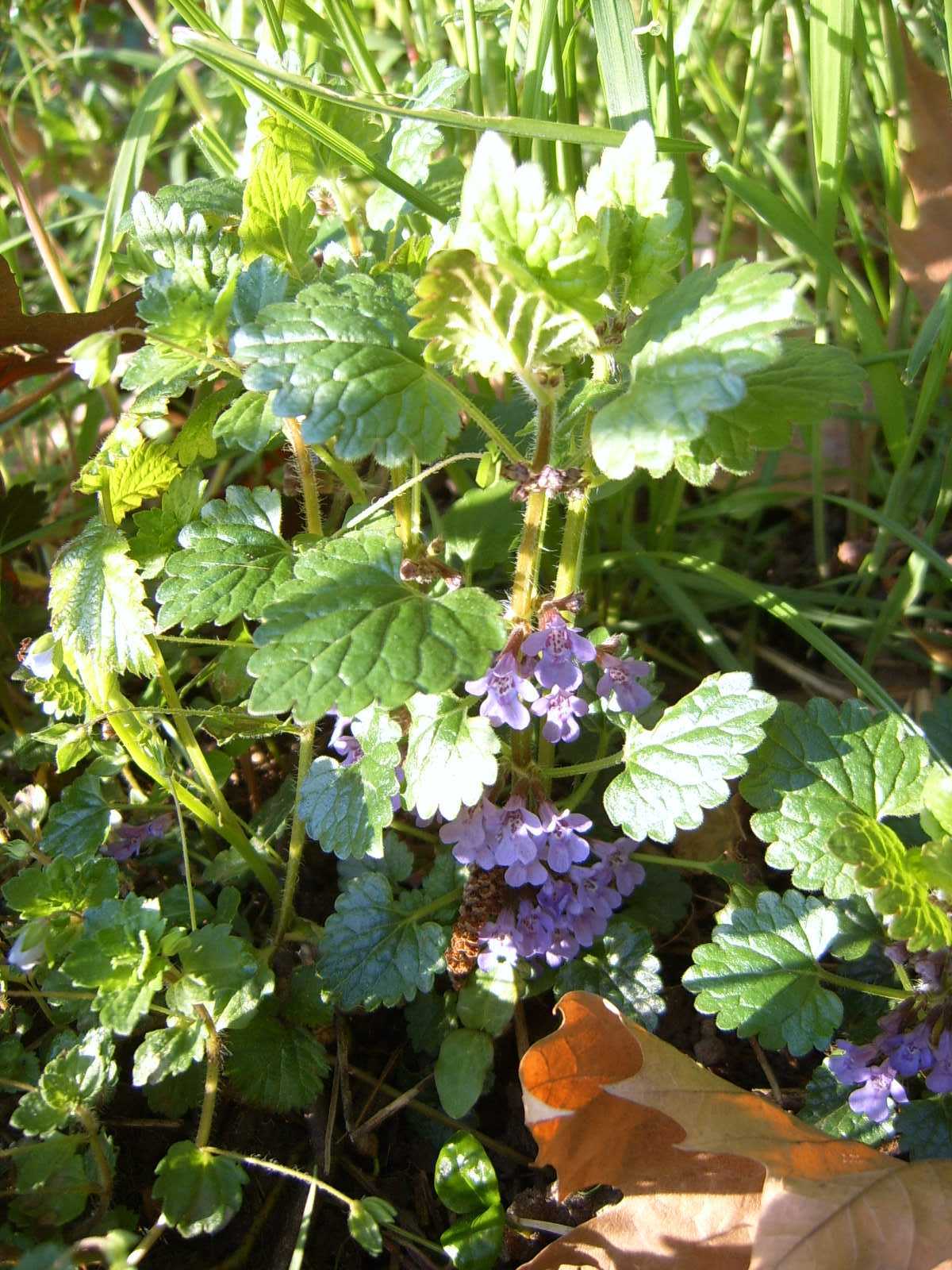 Glechoma hederacea